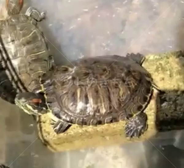 迷子ペットの画像