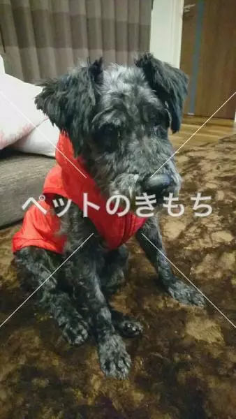 迷子犬の画像