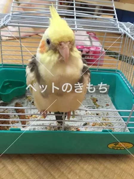 迷子鳥の画像