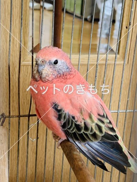 迷子鳥の画像