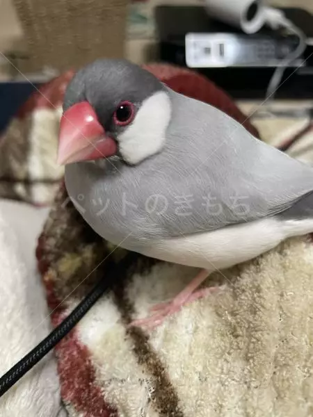 迷子鳥の画像