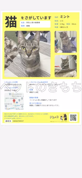 迷子猫の画像