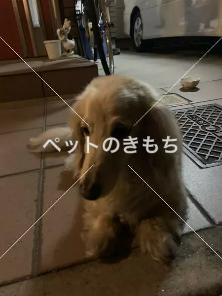 保護犬の画像