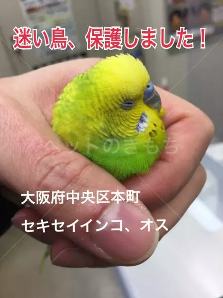 保護鳥の画像