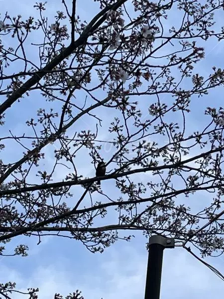 コメントの画像