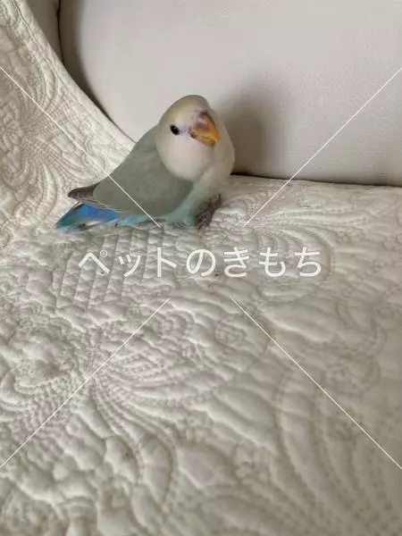 迷子鳥の画像