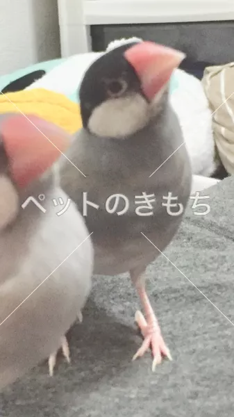 迷子鳥の画像