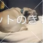 迷子犬の画像