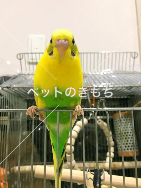 迷子鳥の画像