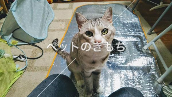 迷い猫の写真