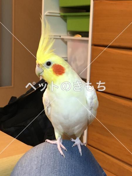 迷子鳥の画像