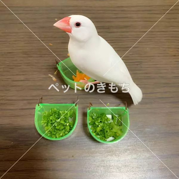 迷子鳥の画像
