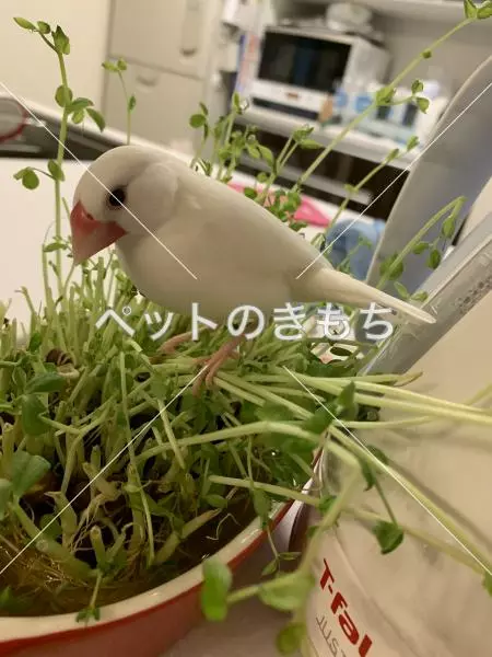 迷子鳥の画像