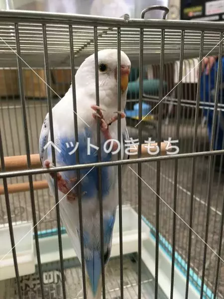 保護鳥の画像