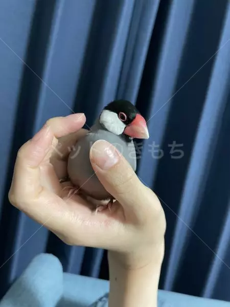 迷子鳥の画像