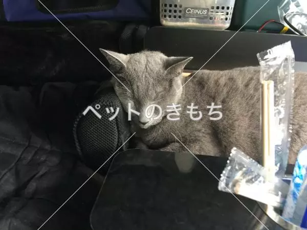 迷子猫の画像