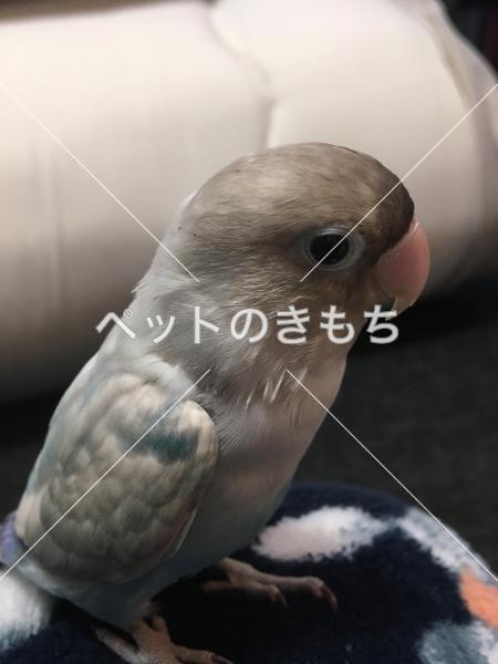 迷子鳥の画像