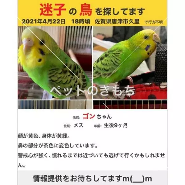 迷子鳥の画像