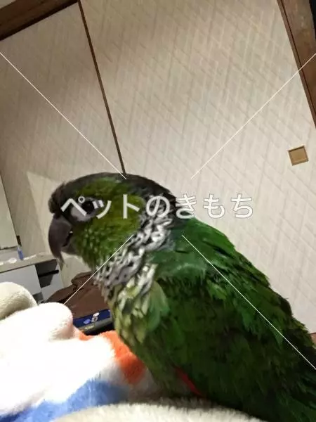 迷子鳥の画像