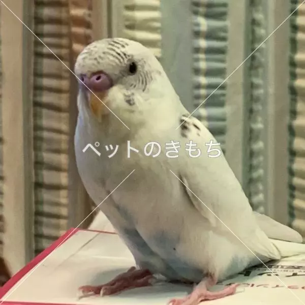 迷子鳥の画像