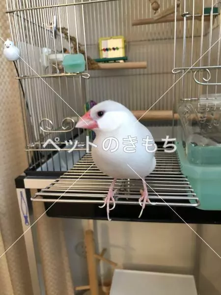 迷子鳥の画像