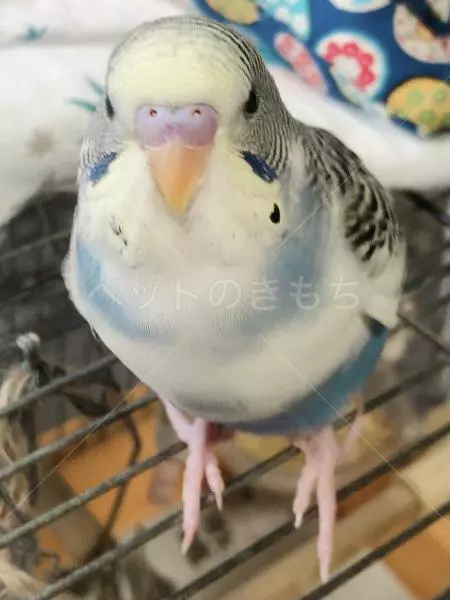 迷子鳥の画像