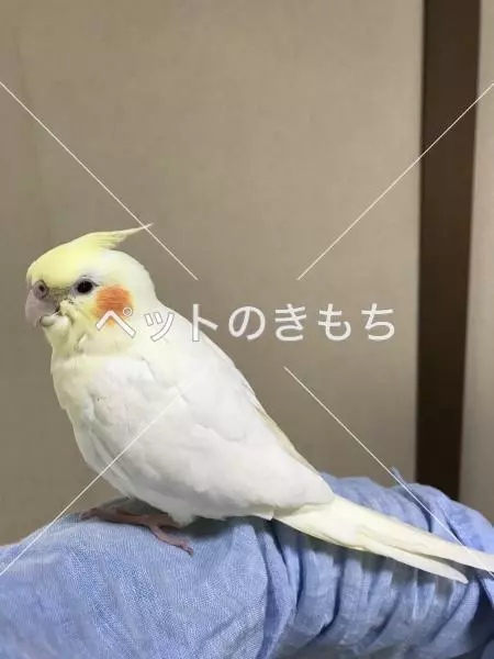 迷子鳥の画像