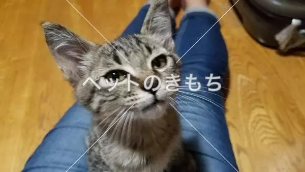 保護猫の画像