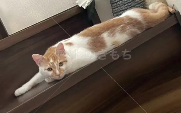 迷子猫の画像