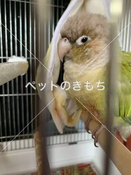 コメント投稿の画像