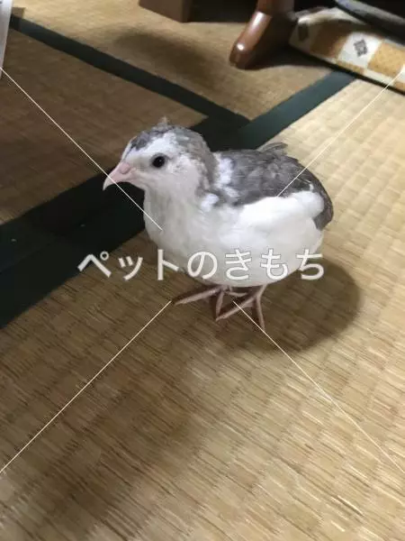 迷子鳥の画像