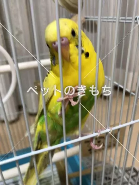 迷子鳥の画像