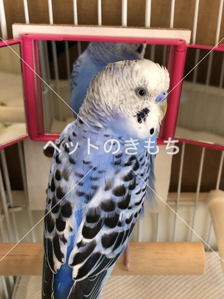 保護鳥の写真