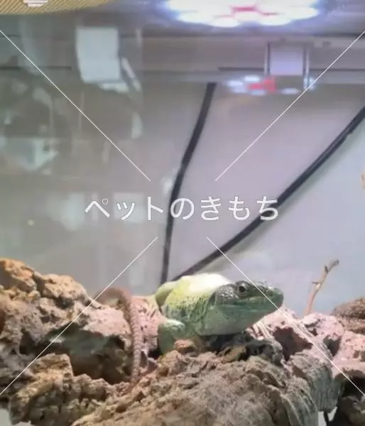 迷子ペットの画像