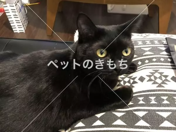 迷子猫の画像