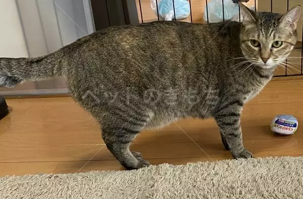 迷子猫の画像