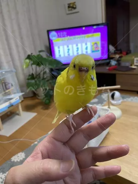 迷子鳥の画像