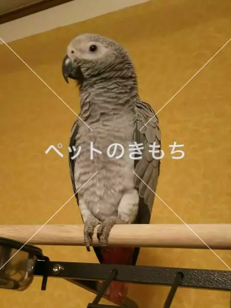 迷子鳥の画像