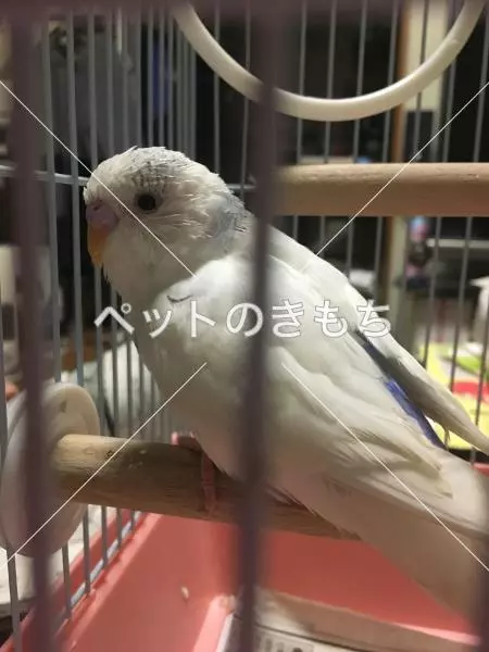 迷子鳥の画像