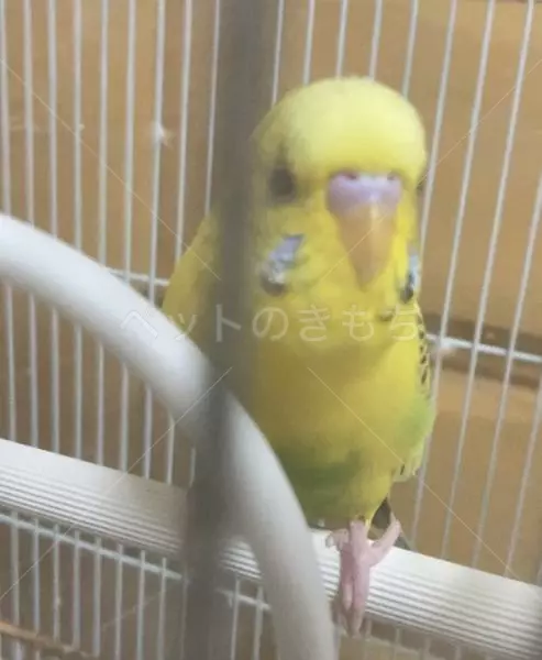 迷子鳥の画像