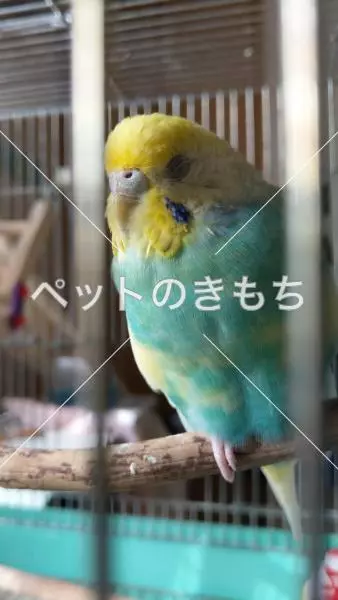 迷子鳥の画像