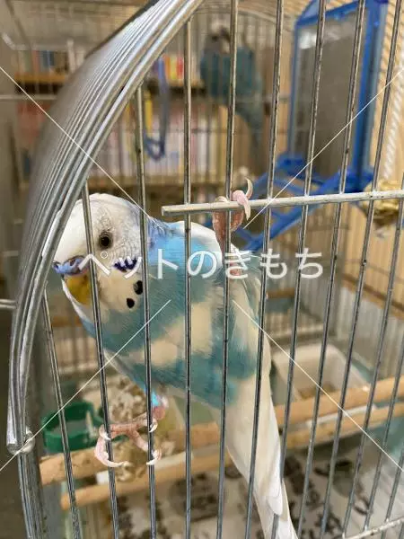 迷子鳥の画像