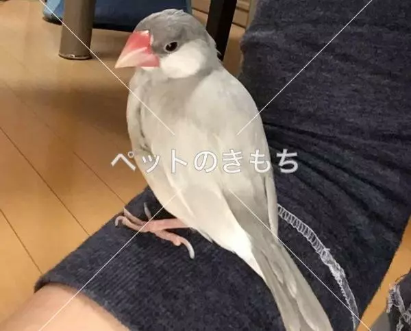 迷子鳥の画像