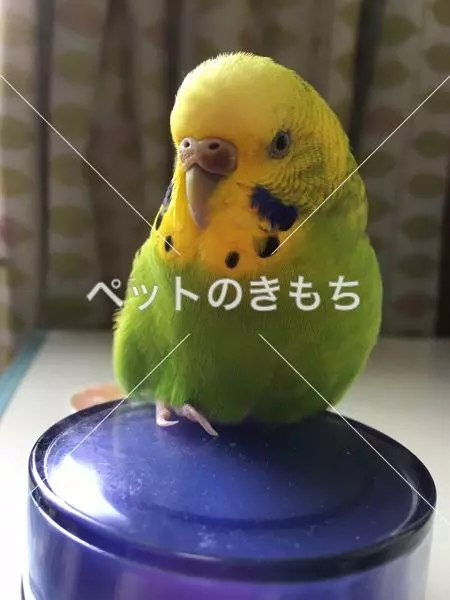 迷子鳥の画像