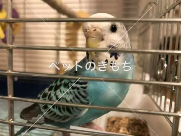 迷子鳥の画像