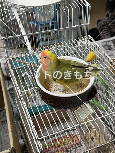 迷子鳥の画像