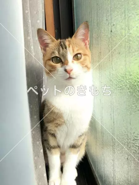 迷子猫の画像