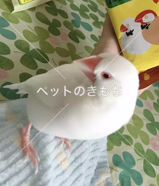 迷子鳥の画像