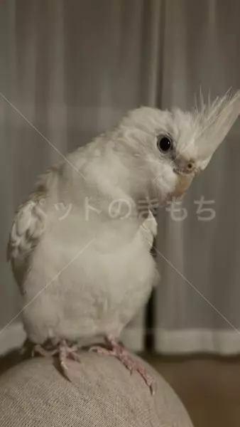 迷子鳥の画像