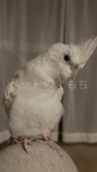 迷子鳥の画像